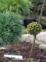 wbgarden dwarf conifers 14